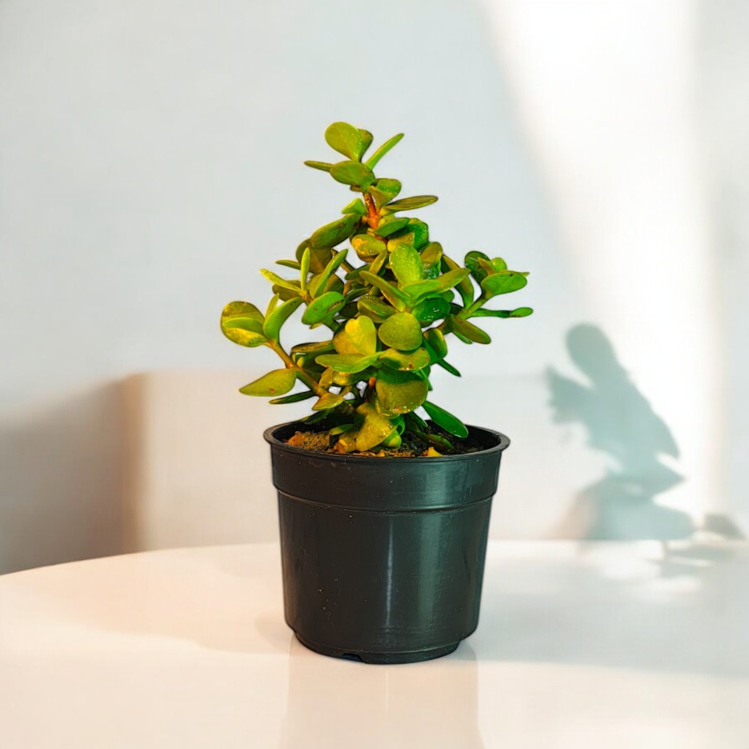 Jade Plant for Indoor (Crassula ovata)